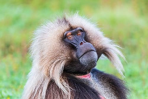 Ethiopia. North Gondar. Simien Mountains National Park. Lone male Gelada baboon. Art Print